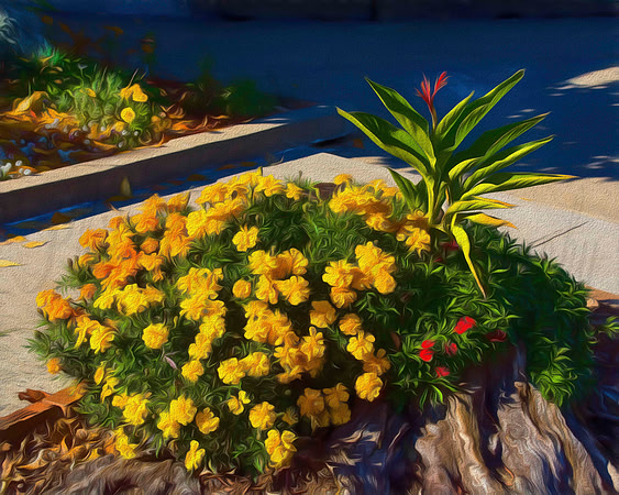Brooklyn planter in oil