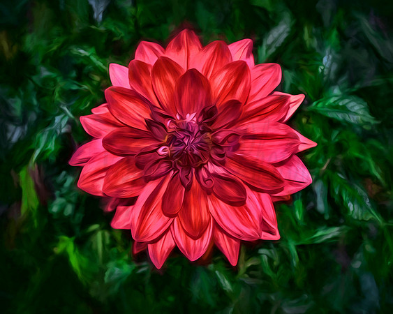 "Bright Red Flower Image"