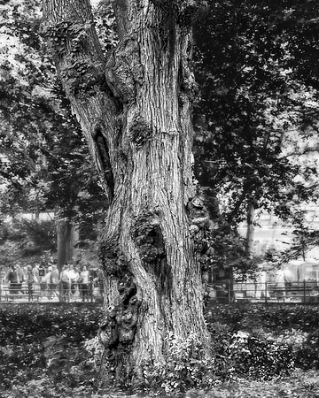 "Old tree image"