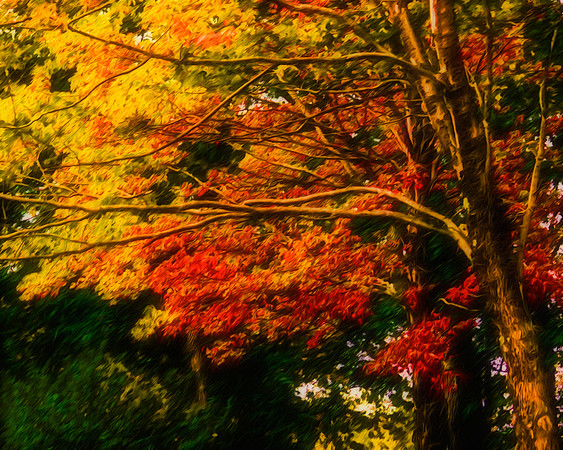 "Fall Tree Image"