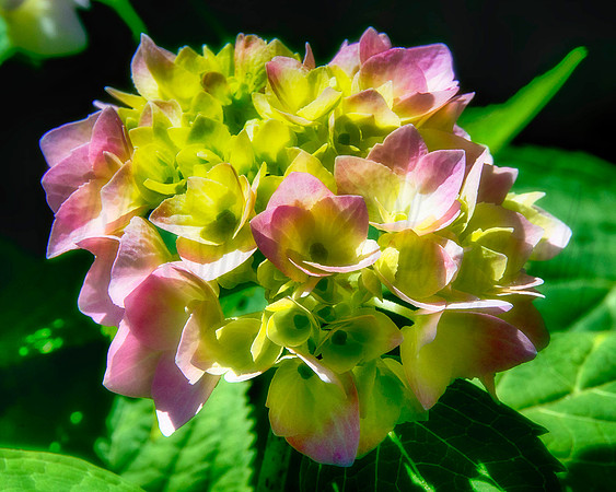 "Garden Flowers Image"