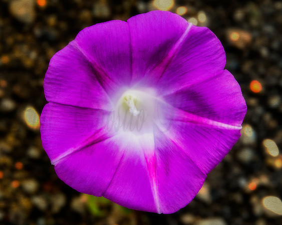 Morning Glory